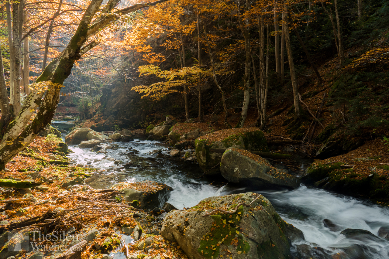 Peaceful Autumn – The Silent Watcher